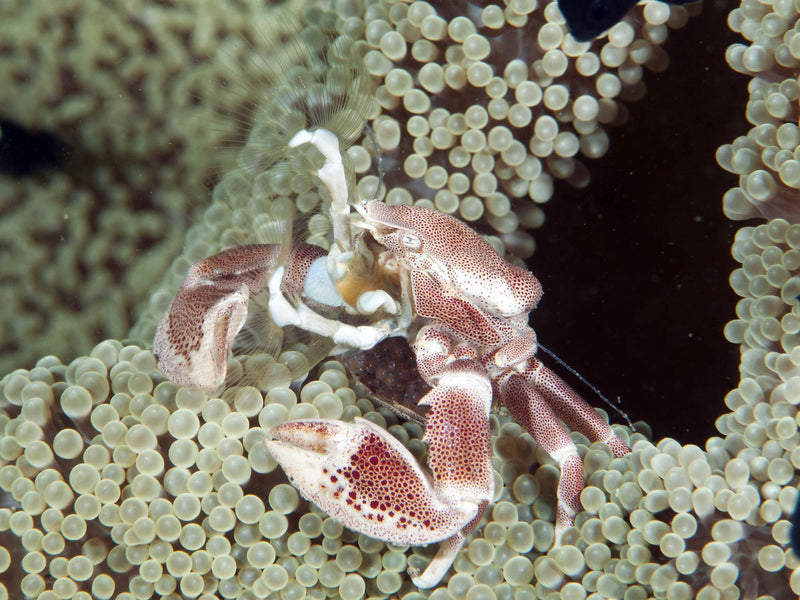 Porcelain Anemone Crab (Neopetrolisthes Maculosus) - Fresh N Marine