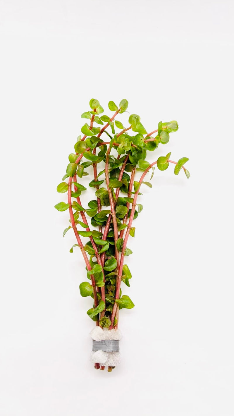 Rotala Rotundifolia orange juice - Fresh N Marine