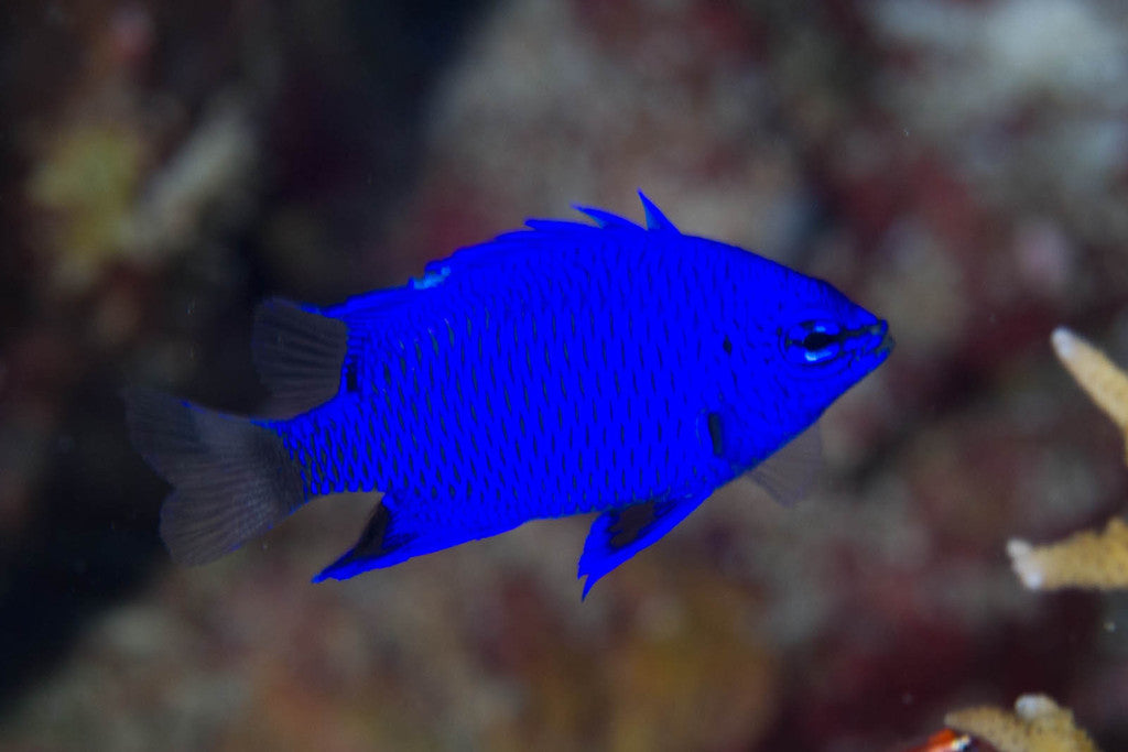 Melanesian Blue Devil (Chrysiptera Cymatilis) | Fresh N Marine