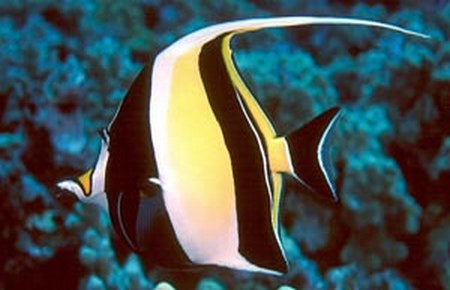 Moorish Idol (Zanclus cornutus) - Fresh N Marine